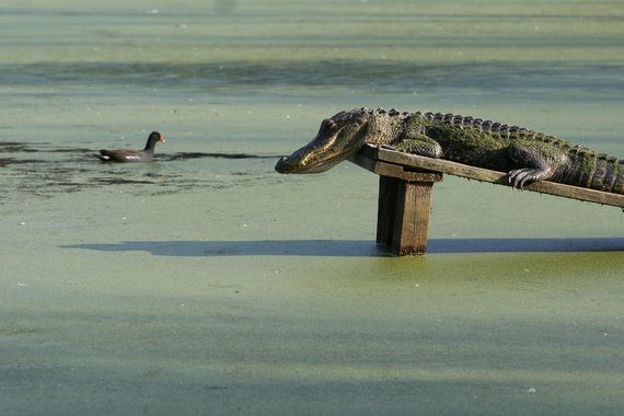 Tålmodig alligator venter på det rette øjeblik. 